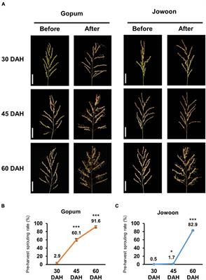 Identification of Genes and MicroRNAs Affecting Pre-harvest Sprouting in Rice (Oryza sativa L.) by Transcriptome and Small RNAome Analyses